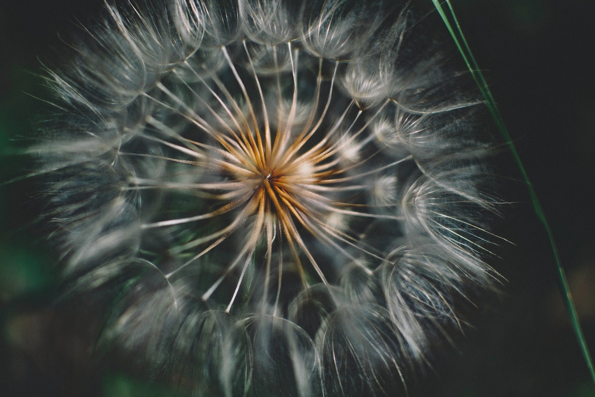 close up of a puffy dandelion
