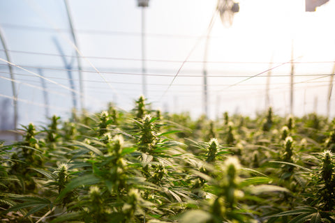 Industrial hemp plants inside a greenhouse