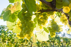 White grapes at a New Jersey vineyard and winery