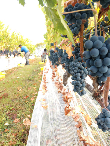 Amwell Ridge Vineyard Pinot Noir