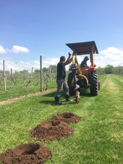 Drilling holes for the new vines