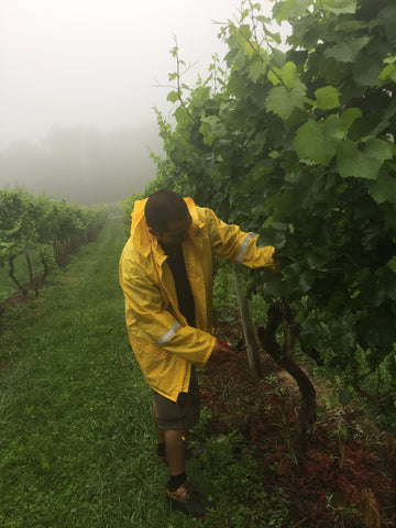 Vineyard Manager Alvaro Cruz pruning Chardonnay at the Pheasant Hill Vineyard
