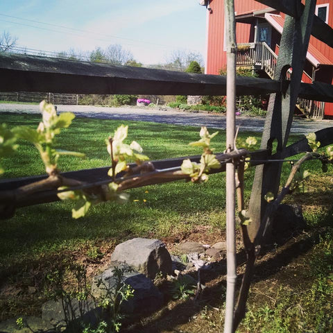 Budbreak at Unionville Vineyards