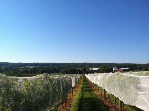 Netted vines on the Amwell Ridge