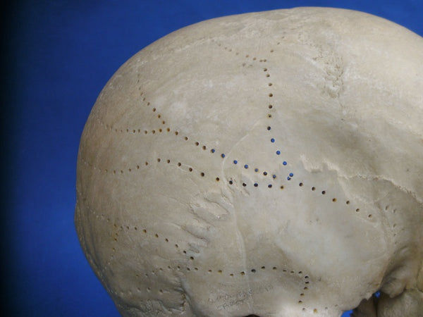 Real human medical skull sagittal section showing circulation and sinu