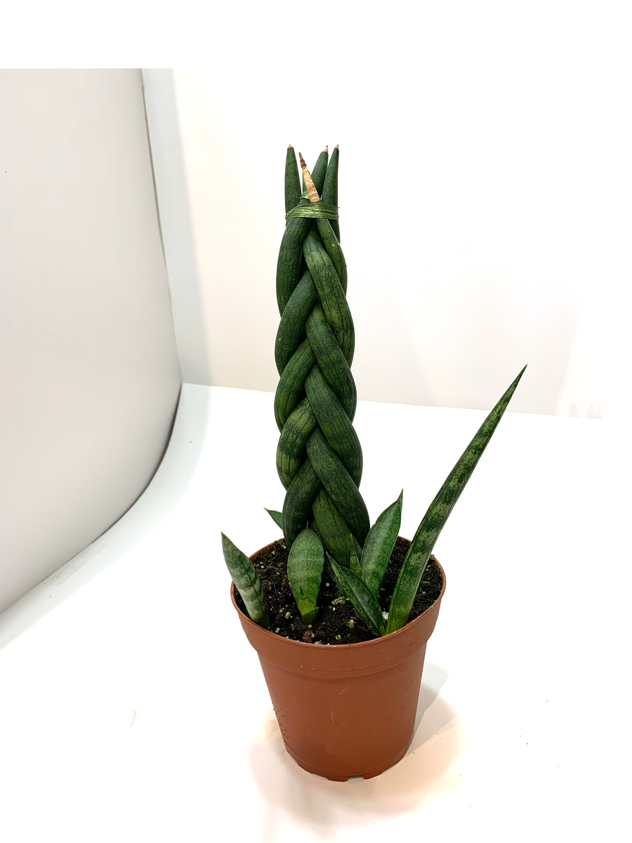 Sansevieria Cylindrica Braided Form Lichen Or Knot Plant Company Llc 