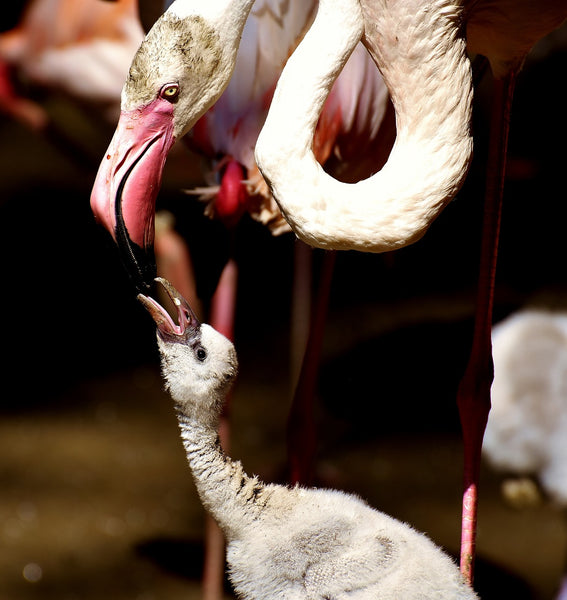 maman flamant rose donne à manger à son bébé flamant rose