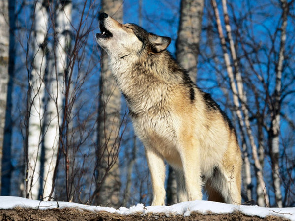 grey wolf standing in woods howling