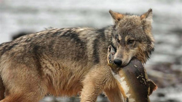 a grey wolf with a fish in its mouth