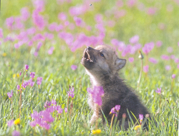 baby grey wolf howling in field of flowers