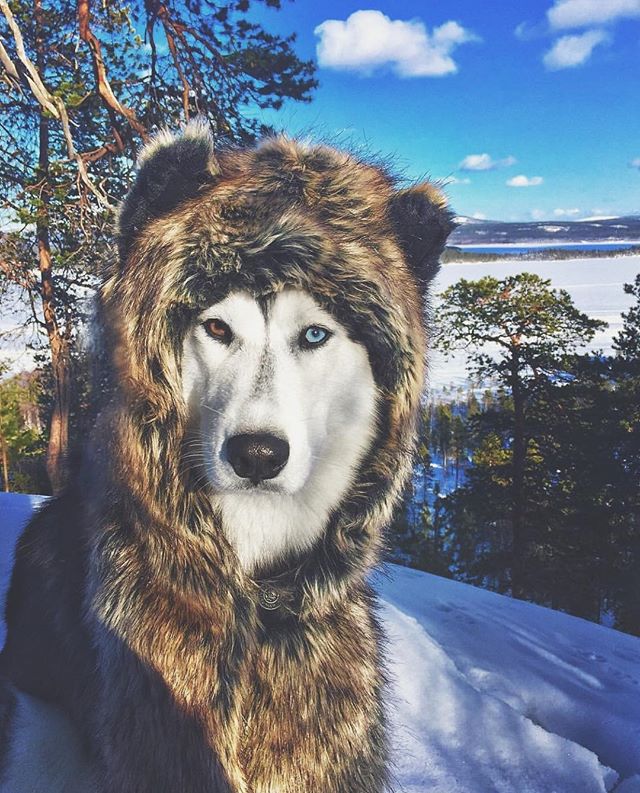 husky wrapped in faux fur shawl