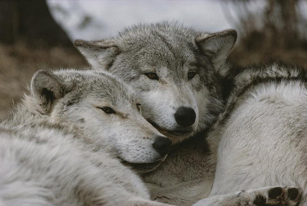 grey wolves snuggling with each other