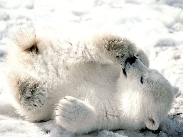 baby polar bear on back rolling around in snow