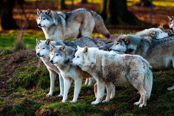 pack of grey wolves standing together staring at something