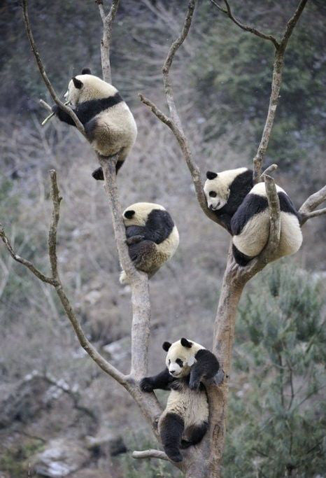 three pandas hanging in trees