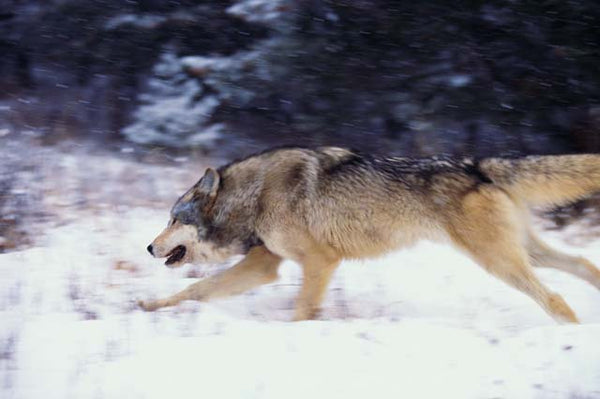 grey wolf running in the snow