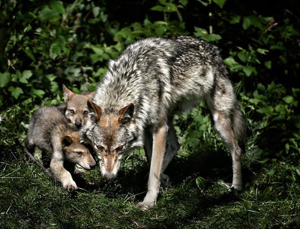 Adult grey wolf with its baby wolves