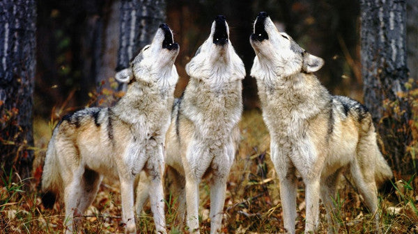 three grey wolves howling in the woods