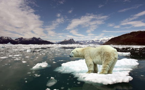 polar bear standing on snow over the ice