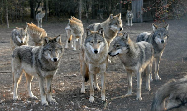 pack of grey wolves standing together in the woods