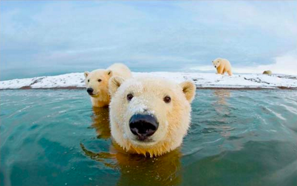 polar bears sticking their heads out of the water