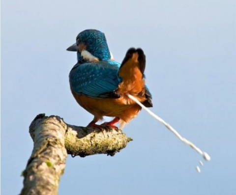 bird sitting on branch taking a poop