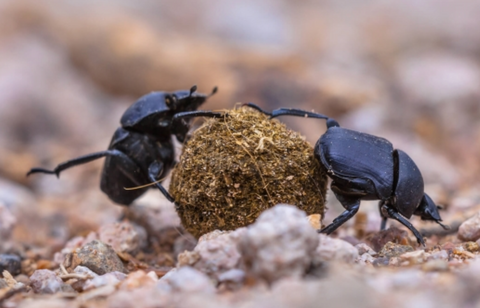 dung beetles around poop