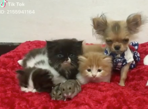 dogs, cats, and hamsters hanging out together on bed