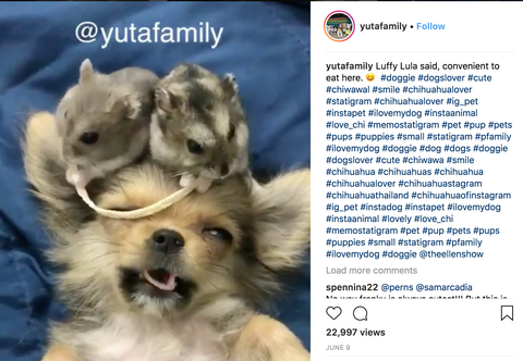 puppy lying on its back with hamsters sitting on its head