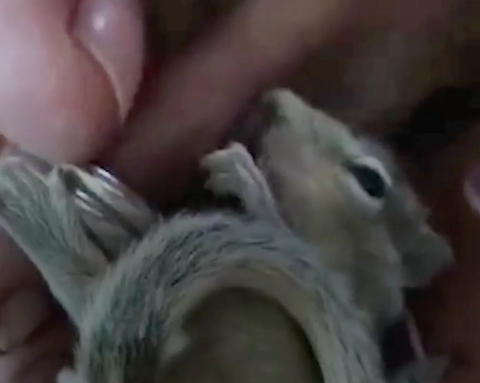 baby squirrel on its back