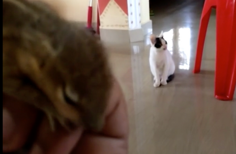 baby squirrel in someone's hand while cat is sitting near them