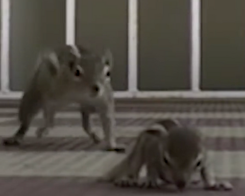 baby squirrel and mom squirrel