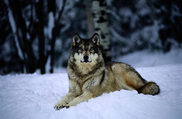 a grey wolf lying down in the snow