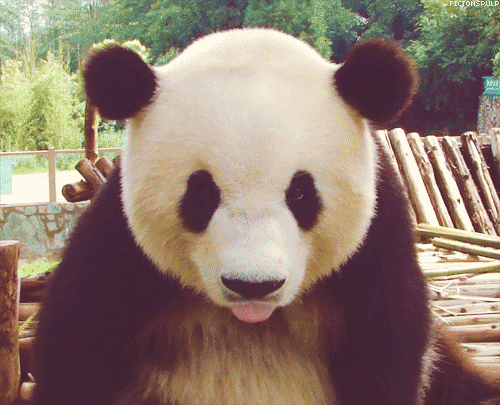 panda sticking its tongue out