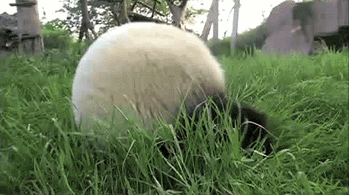 panda rolling in grass
