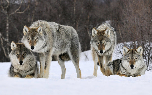 pack of grey wolves in the snow