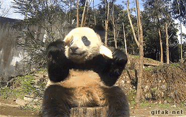 panda eating and rolling off of log