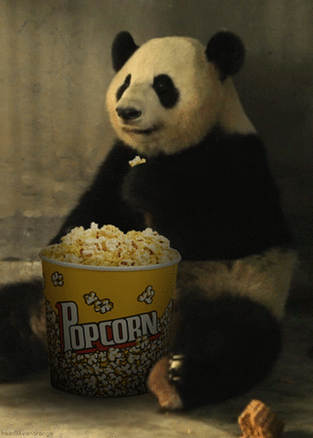 panda sitting and eating big tub of popcorn
