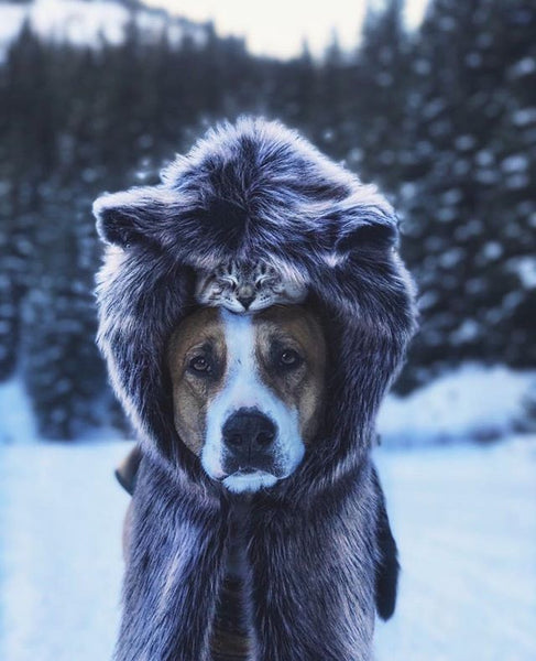 dog wearing faux fur shawl with cat sleeping on its head