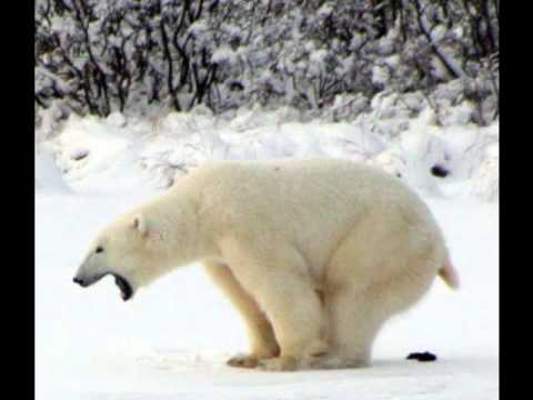 polar bear in the snow taking a poop