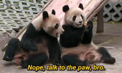 one panda eating food and refusing to share it with the other panda