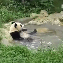 panda taking a bath in a puddle of water