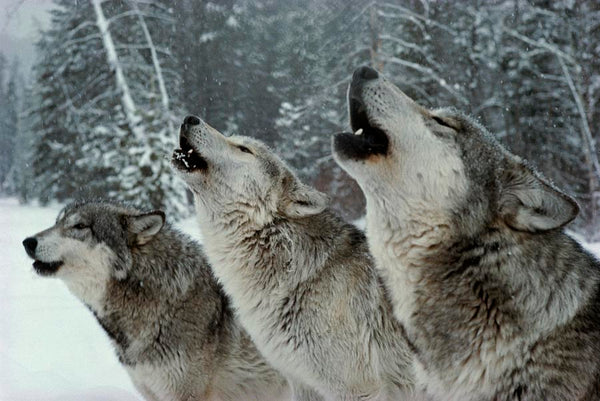 three grey wolves standing in a line howling in the snow