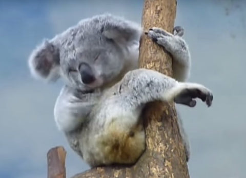koala holding onto branch pooping