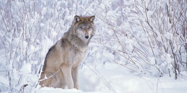 grey wolf sitting in snow