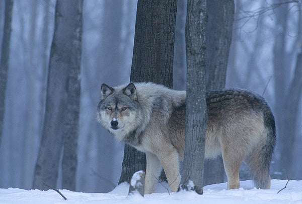 grey wolf in Alaska standing in the snow