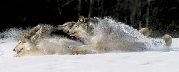 grey wolves sprinting through the snow