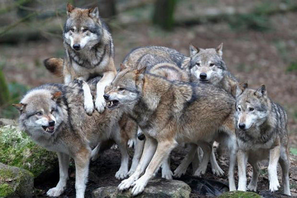 pack of grey wolves ready to fight