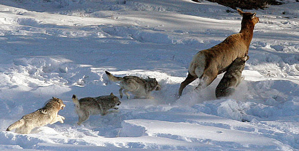 baby grey wolves chasing a deer in the snow