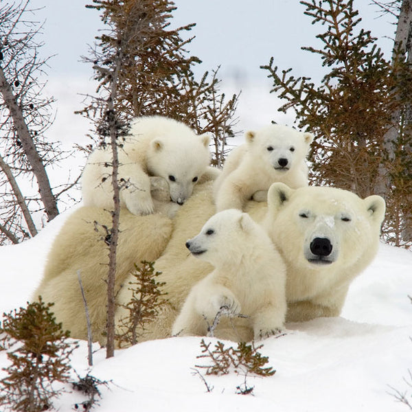 family of polar bears lying down snuggling in the snow